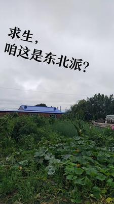 求生竞赛,咱这是东北派？